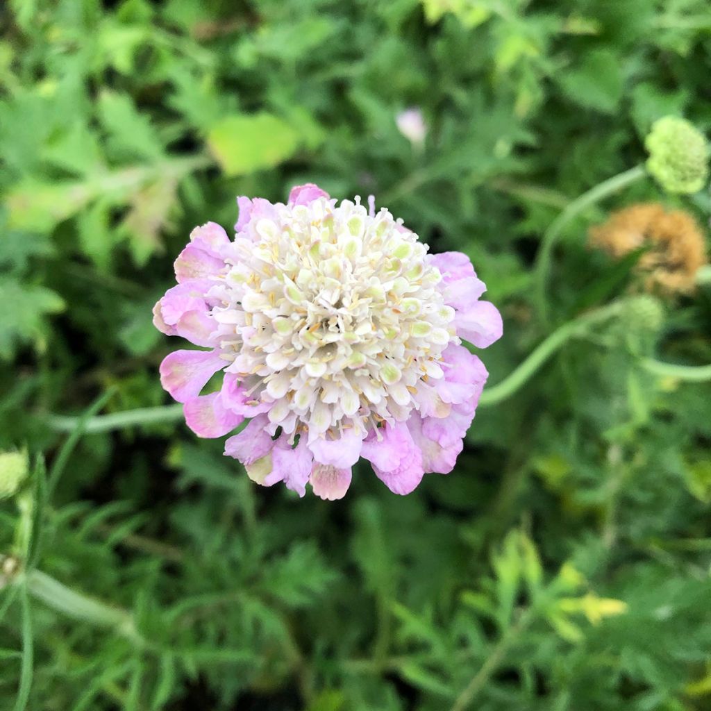 Scabieuse columbaria Pink Mist