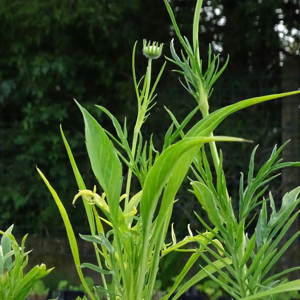 Scabieuse du Caucase - Scabiosa caucasica Alba