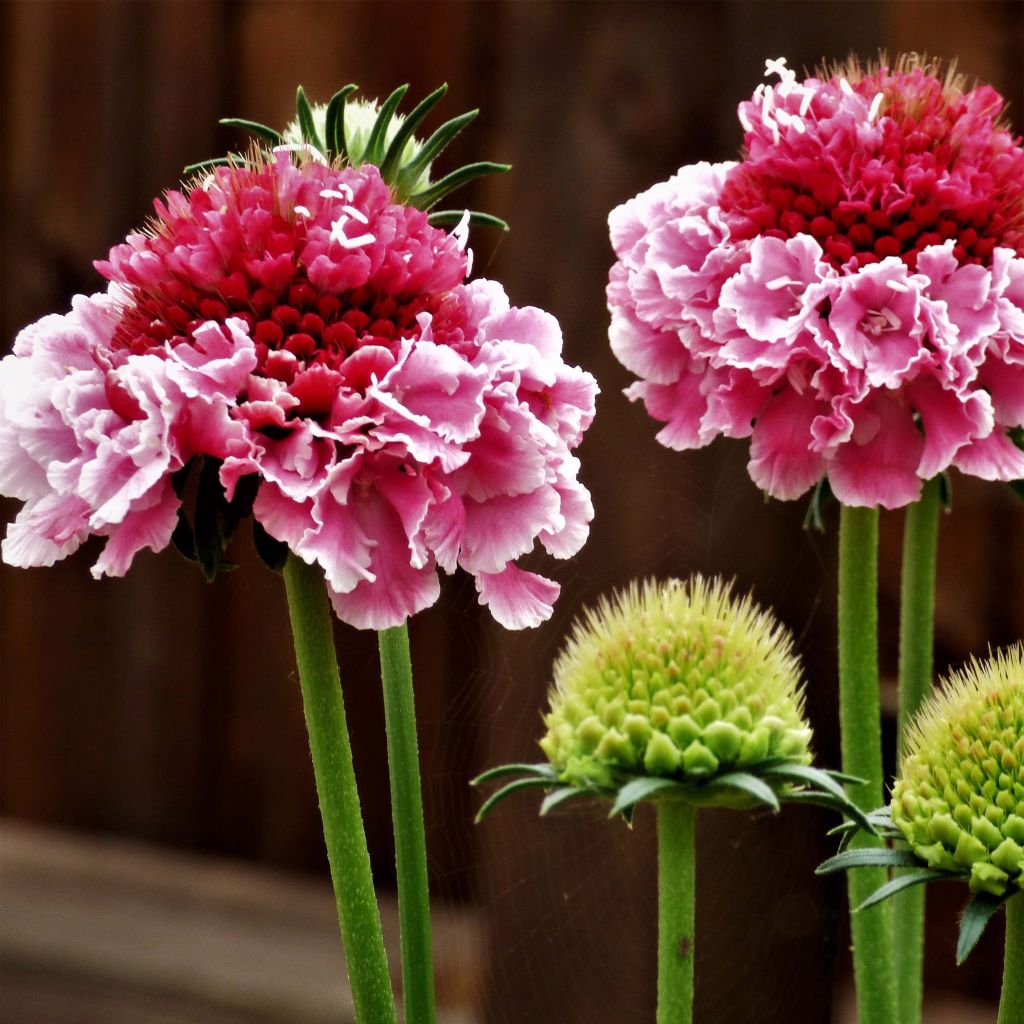 Scabieuse - Scabiosa Marshmallow Scoop ®