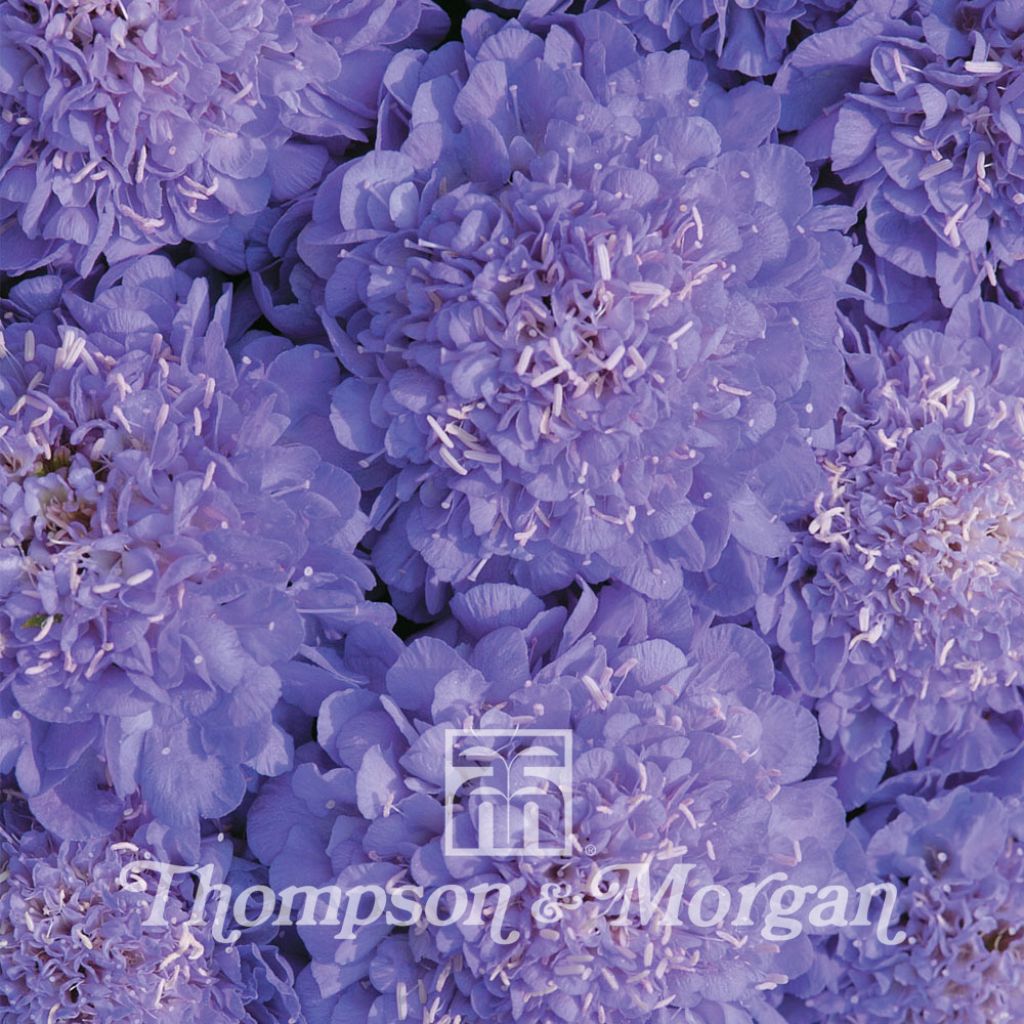 Scabious Oxford Blue 