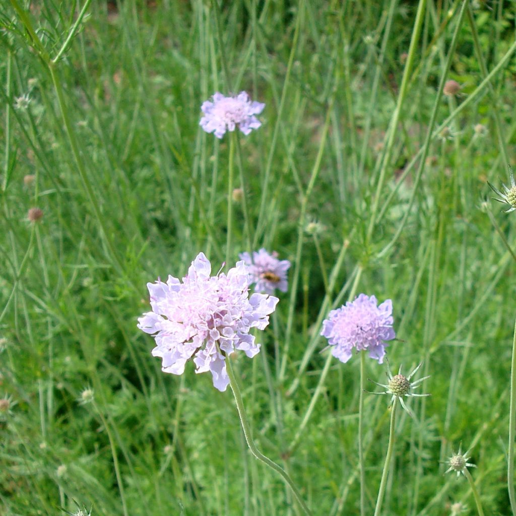 Scabiosa canescens ou suaveolens - Scabieuse odorante