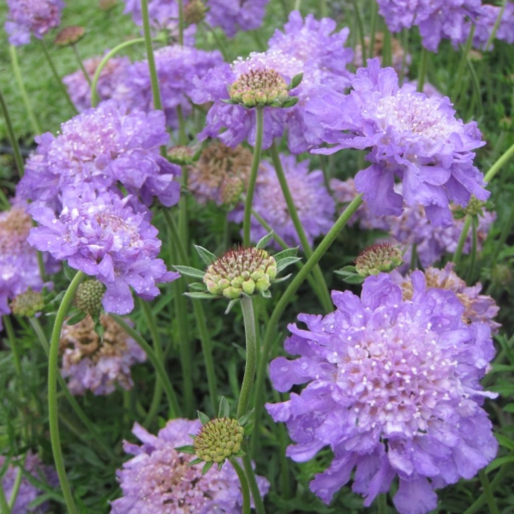 Scabieuse colombaire - Scabiosa columbaria Butterfly Blue