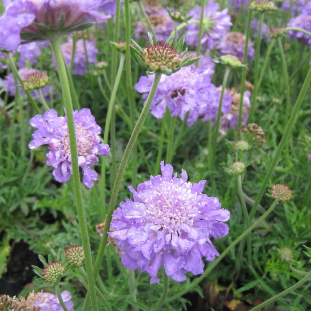 Scabieuse colombaire - Scabiosa columbaria Butterfly Blue