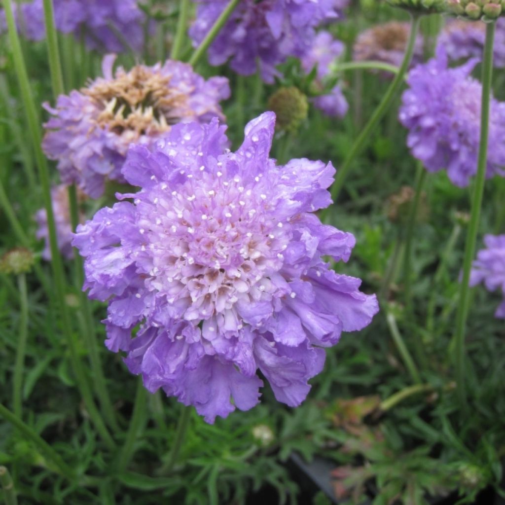 Scabieuse colombaire - Scabiosa columbaria Butterfly Blue