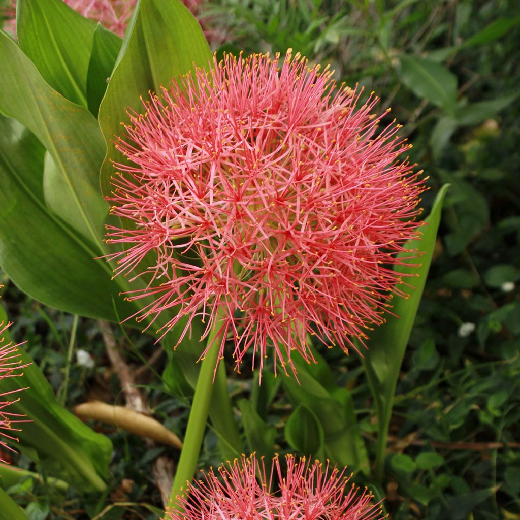 Scadoxus ou haemanthus multiflorus
