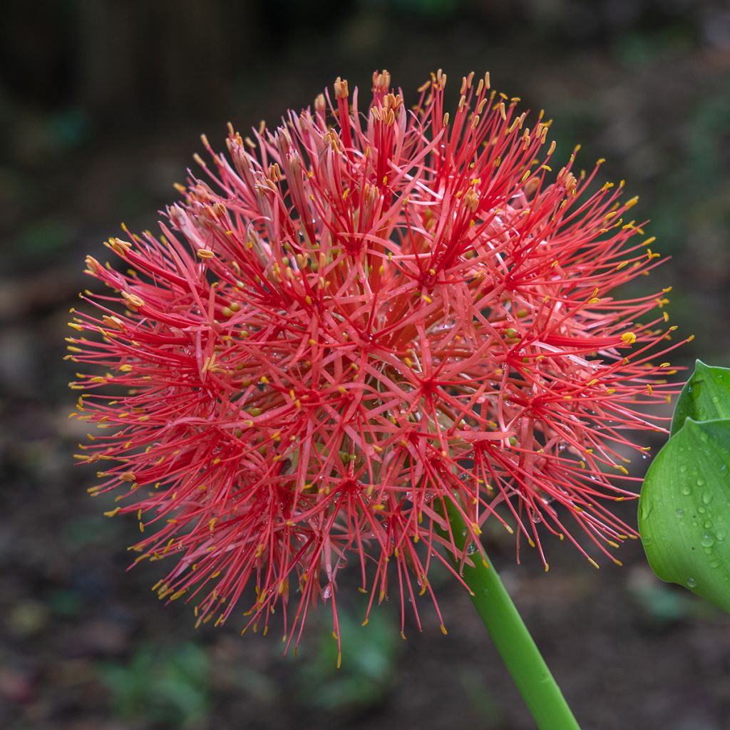 Scadoxus ou haemanthus multiflorus