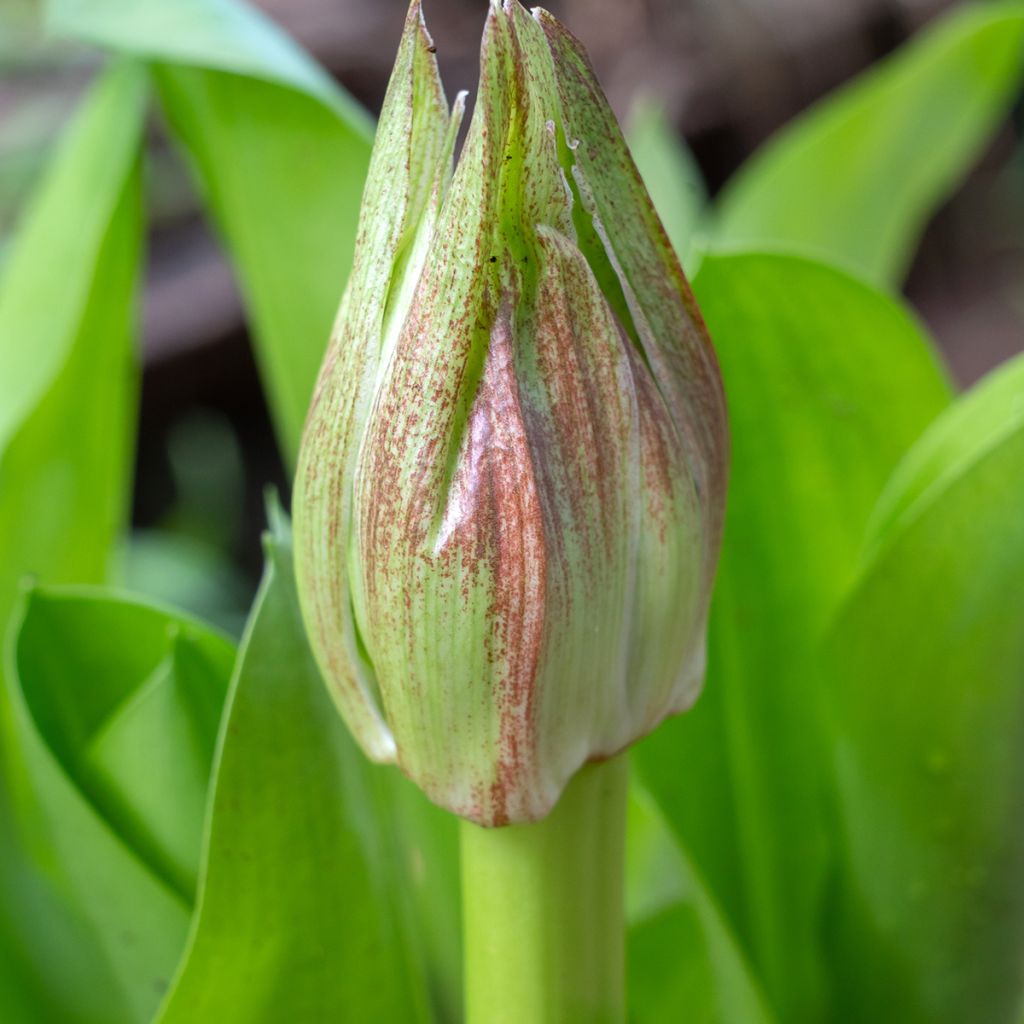 Scadoxus ou haemanthus multiflorus