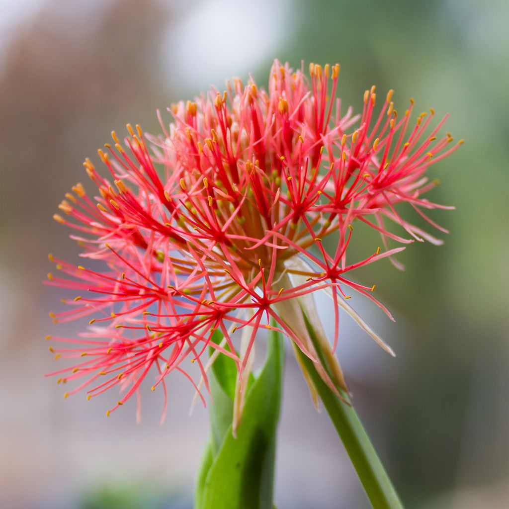 Scadoxus ou haemanthus multiflorus