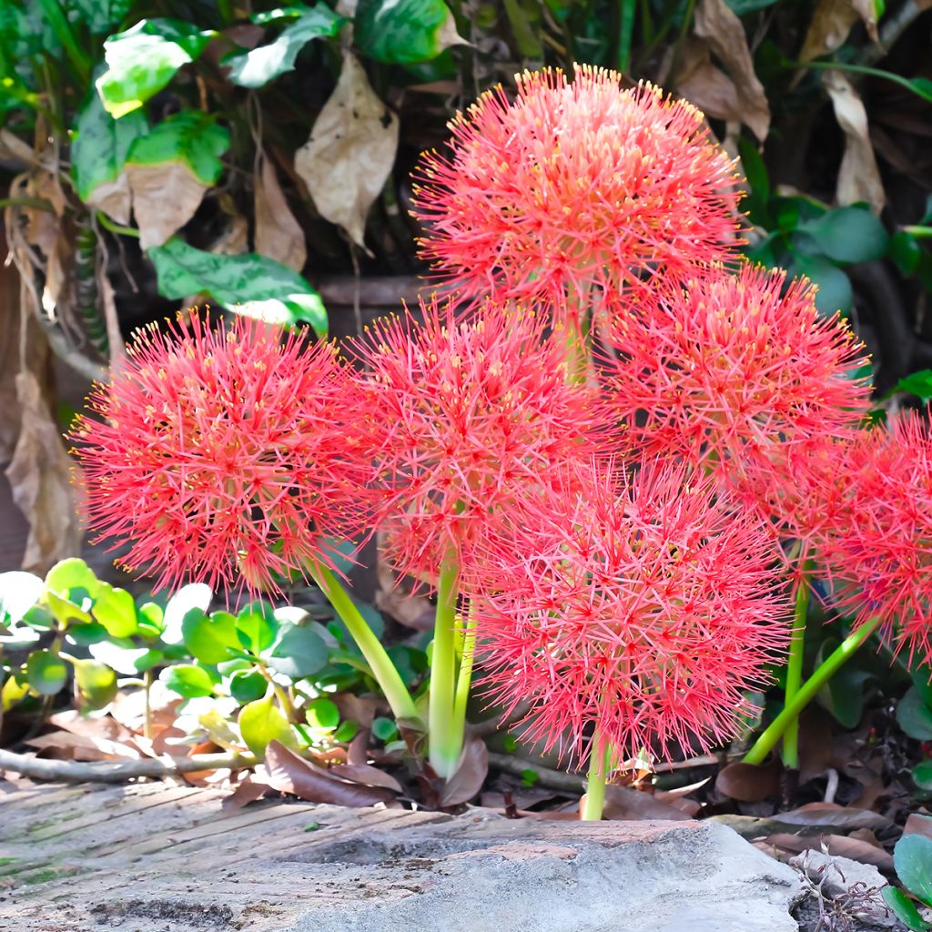 Scadoxus ou haemanthus multiflorus