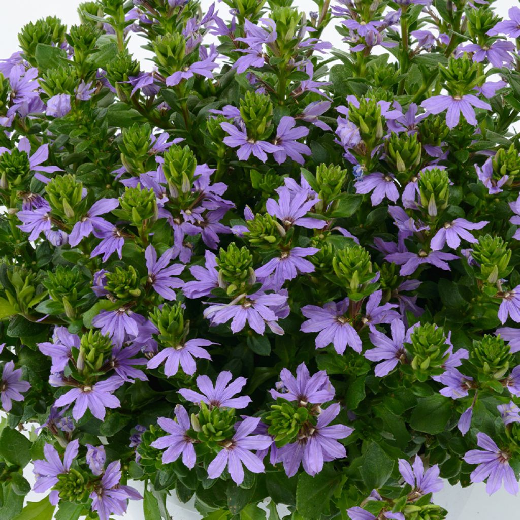 Scaevola Blue Touch - Fleur éventail de fée