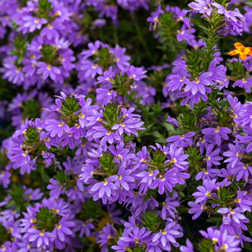 Scaevola Blue Touch - Fleur éventail de fée