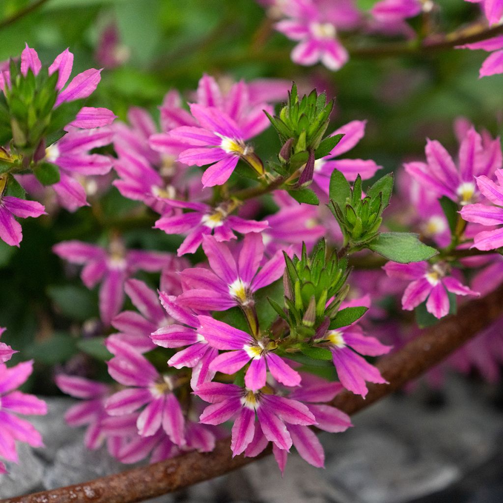 Scaevola Deep Pink Touch - Fleur éventail de fée