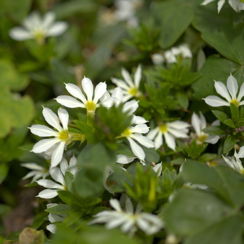 Scaevola Surdiva Blanc - Fleur éventail de fée