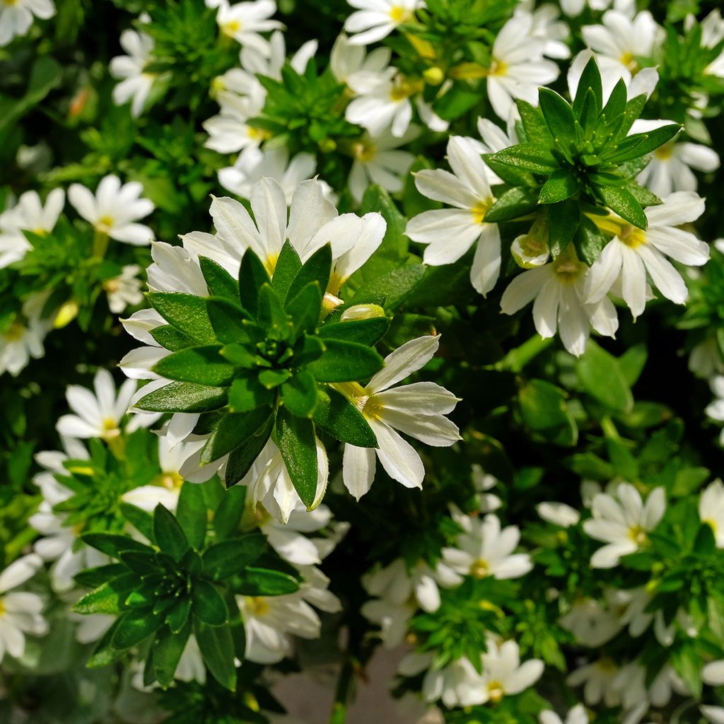 Scaevola Surdiva Blanc - Fleur éventail de fée