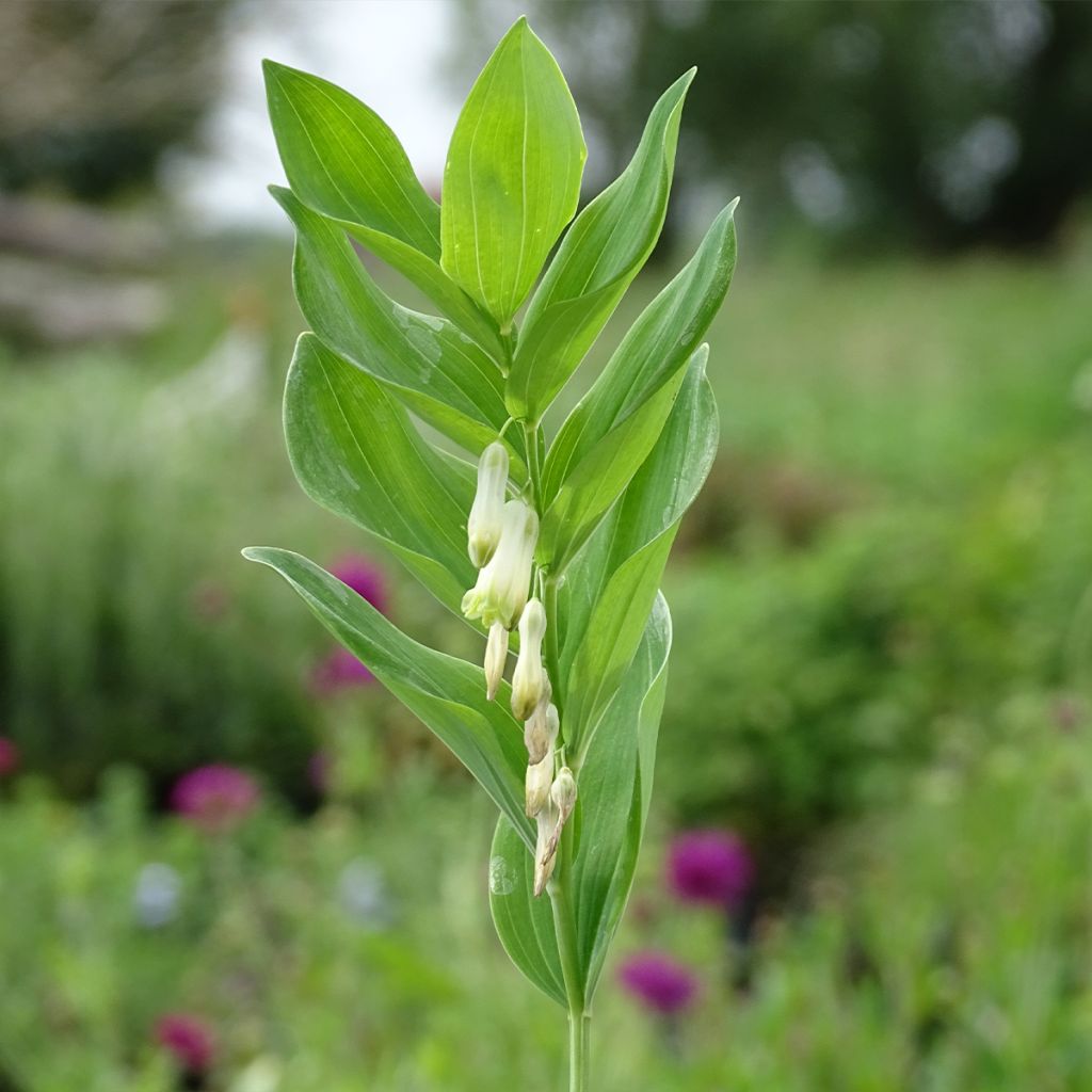 Sceau de Salomon - Polygonatum multiflorum