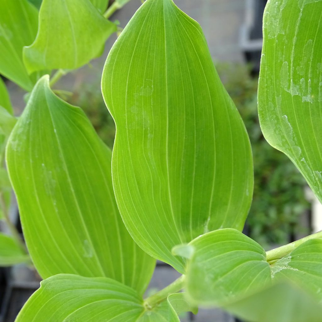 Sceau de Salomon - Polygonatum multiflorum