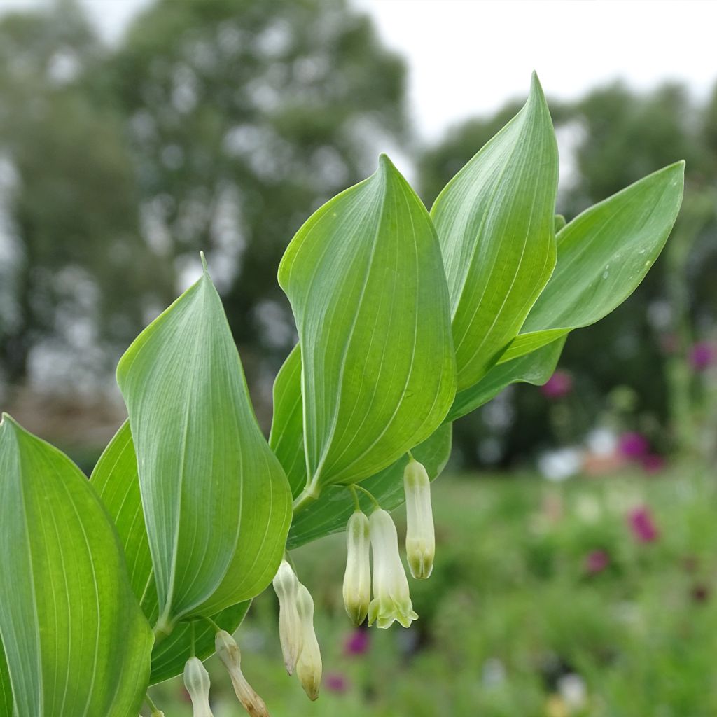 Sceau de Salomon - Polygonatum multiflorum