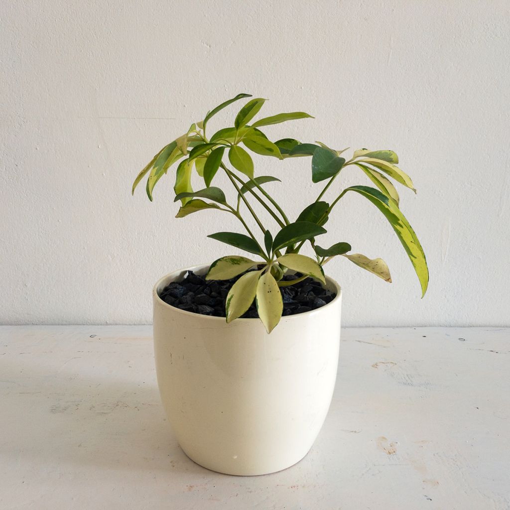 Schefflera Madame De Smet