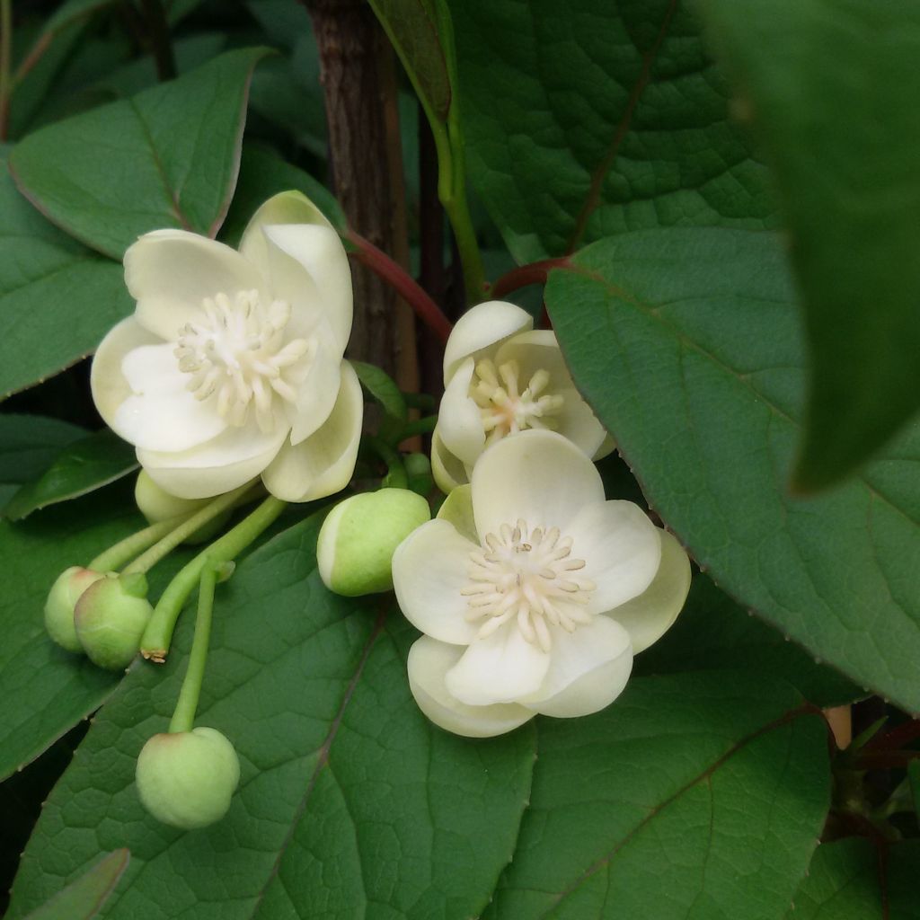 Schisandra grandiflora