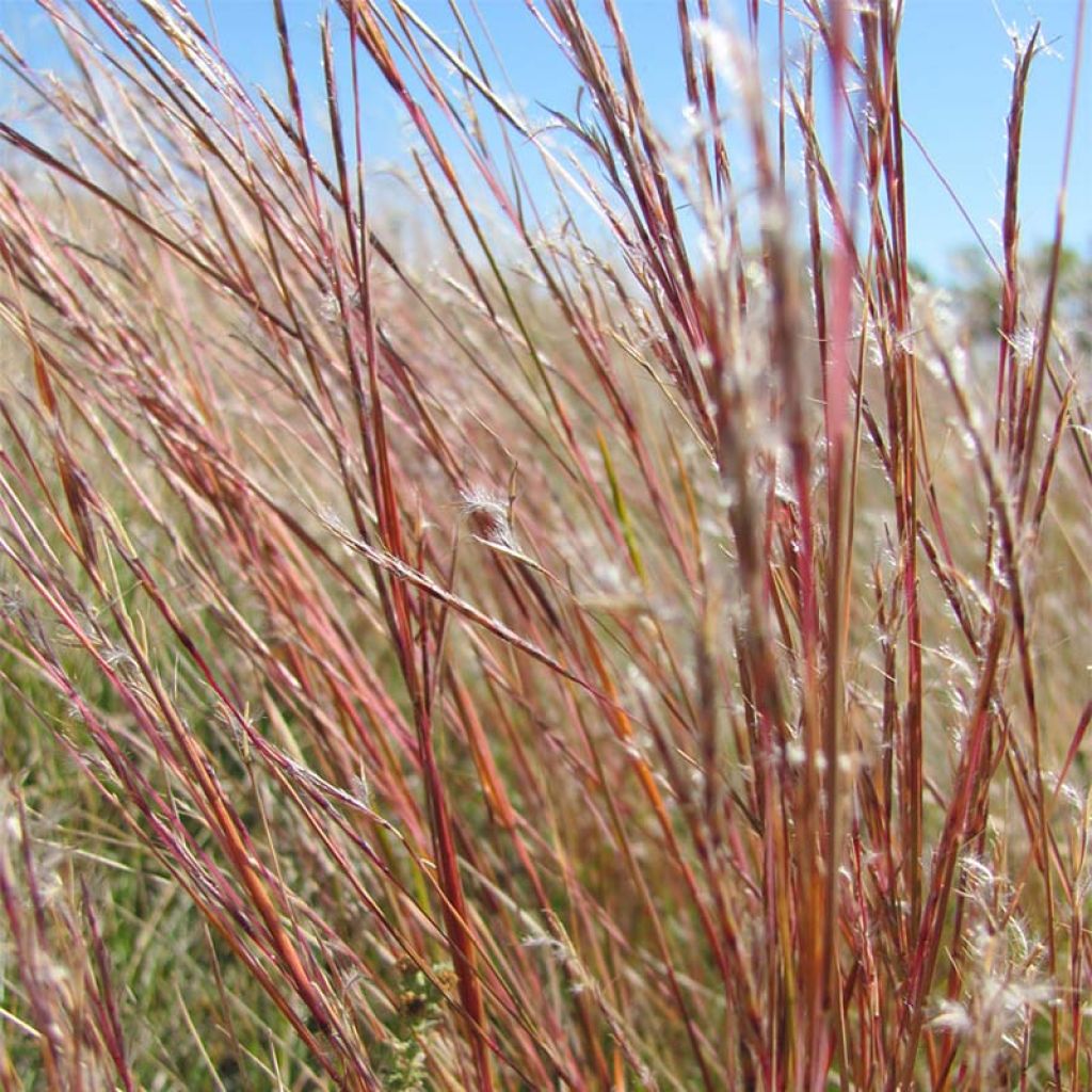 Schizachyrium scoparium Prairie Blues