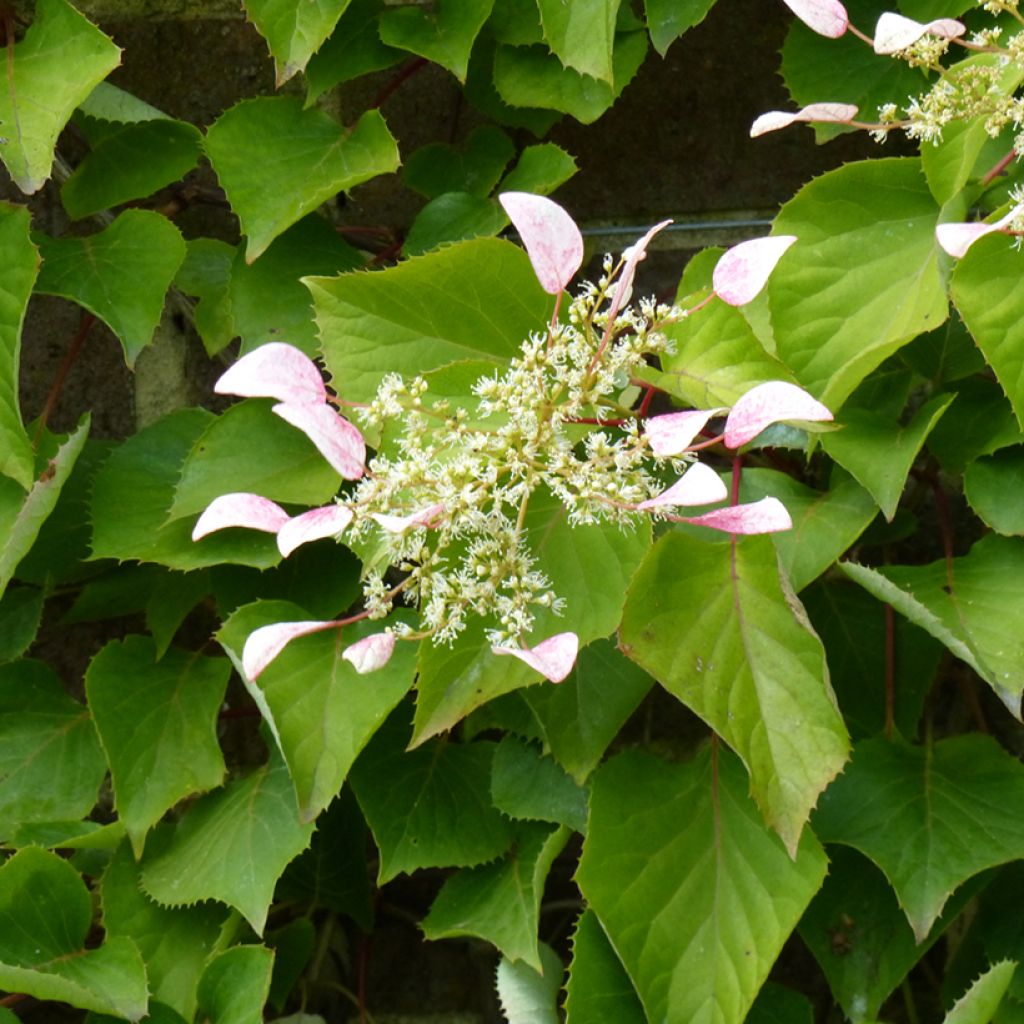 Schizophragma hydrangeoïdes