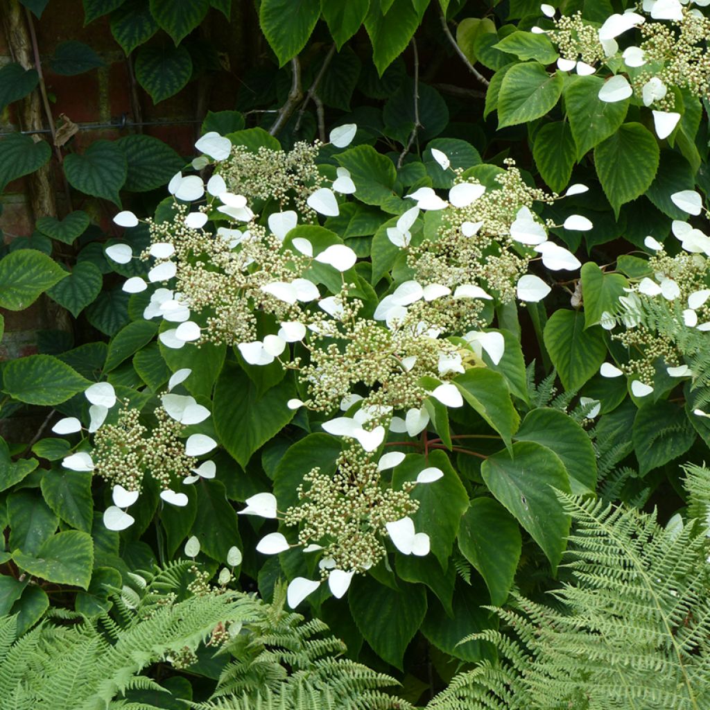 Schizophragma hydrangeoïdes