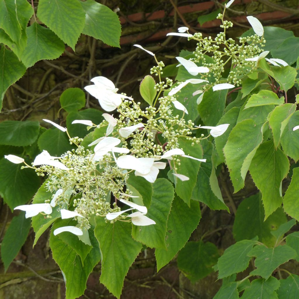 Schizophragma hydrangeoïdes