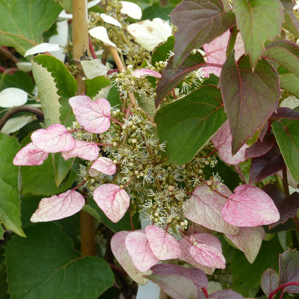 Schizophragma hydrangeoides Rose Sensation (Roseum)