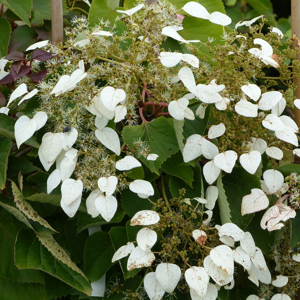 Schizophragma hydrangeoides Rose Sensation (Roseum)