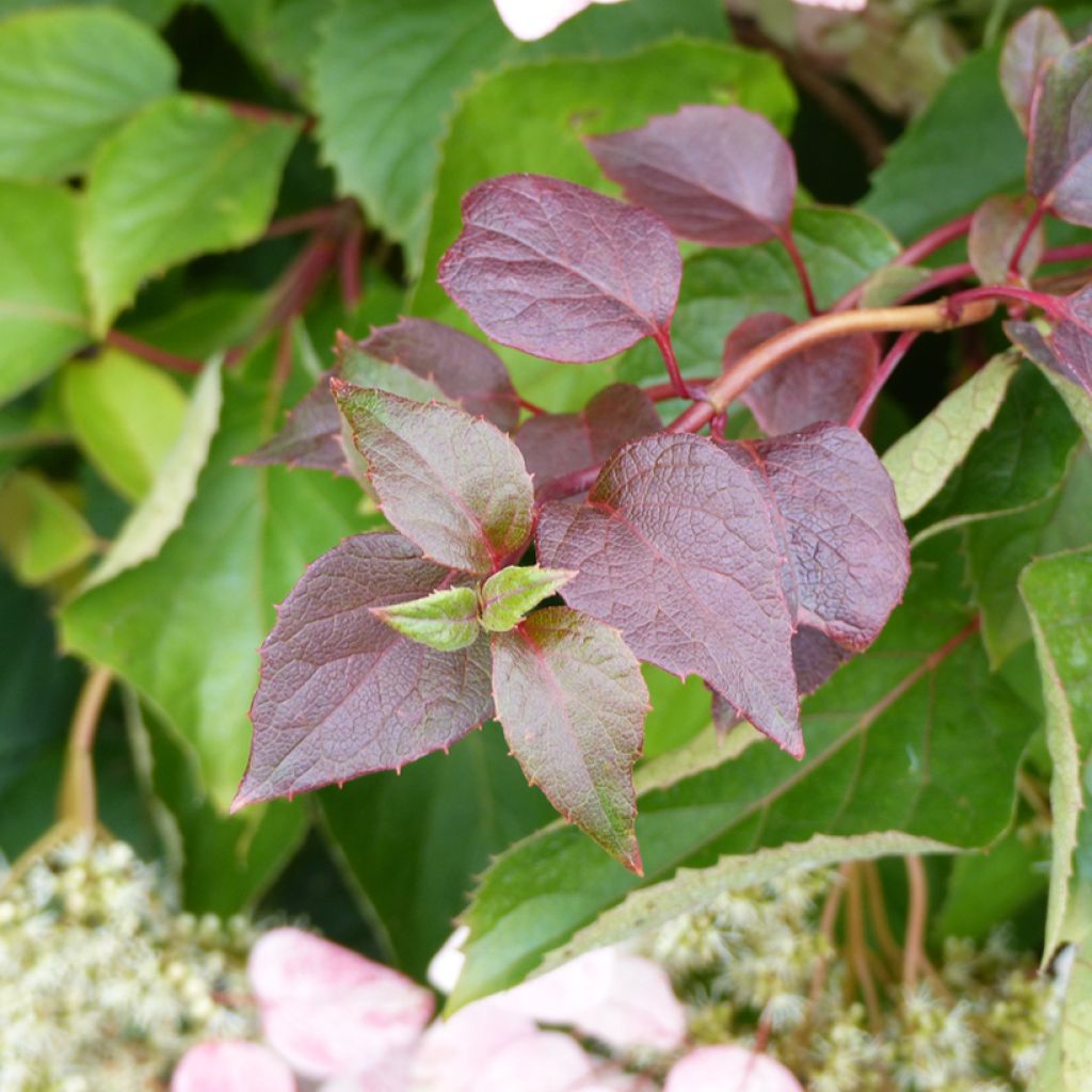 Schizophragma hydrangeoides Rose Sensation (Roseum)