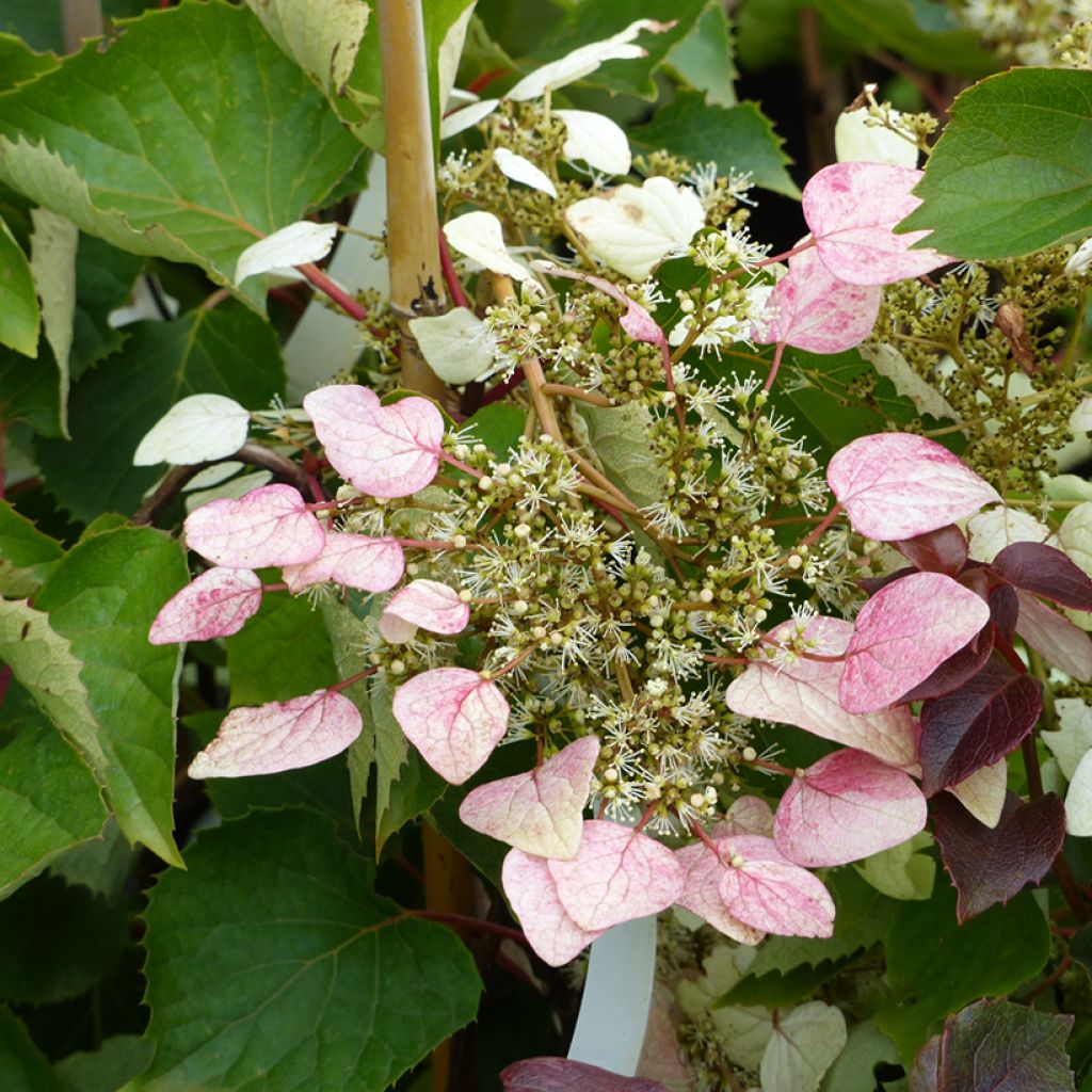 Schizophragma hydrangeoides Rose Sensation (Roseum)