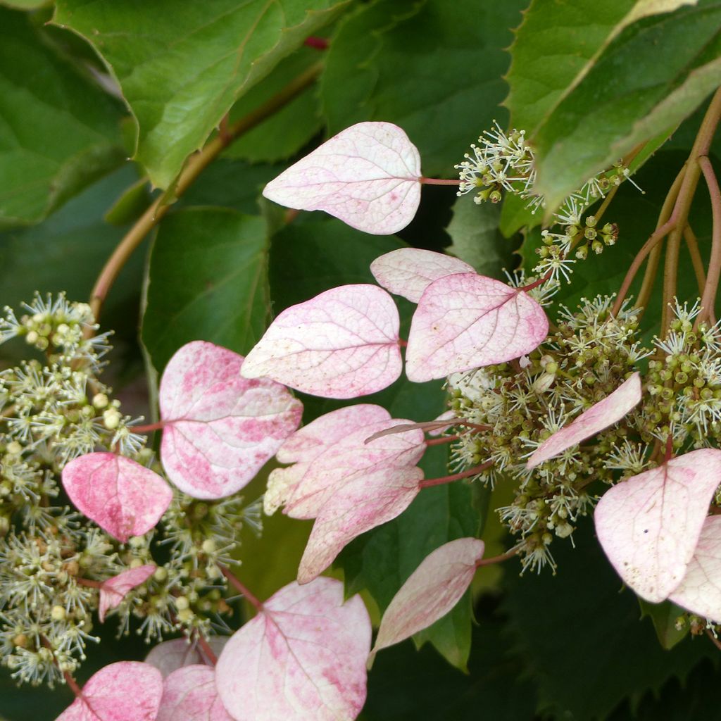 Schizophragma hydrangeoides Rose Sensation (Roseum)