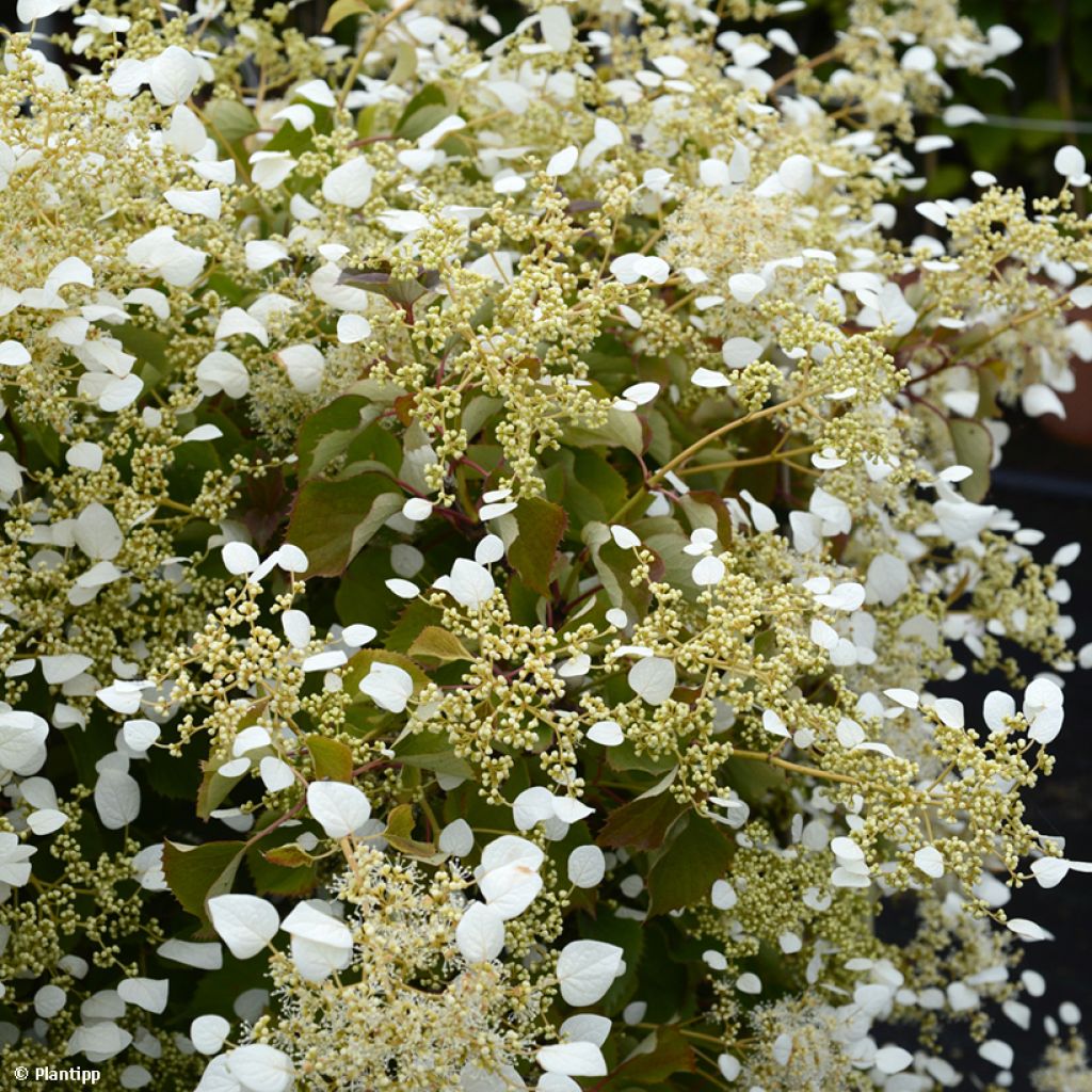 Schizophragma hydrangeoides Snow Sensation - Faux hortensia grimpant