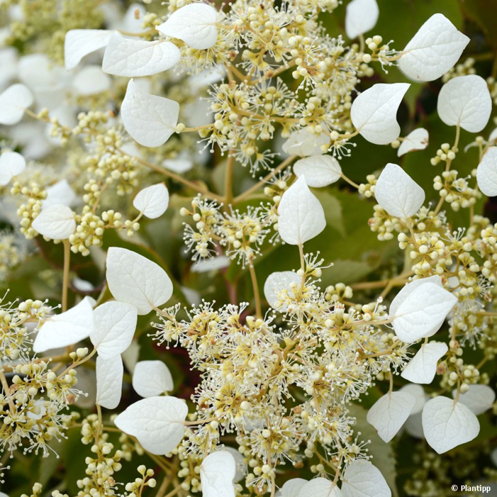 Schizophragma hydrangeoides Snow Sensation - Faux hortensia grimpant