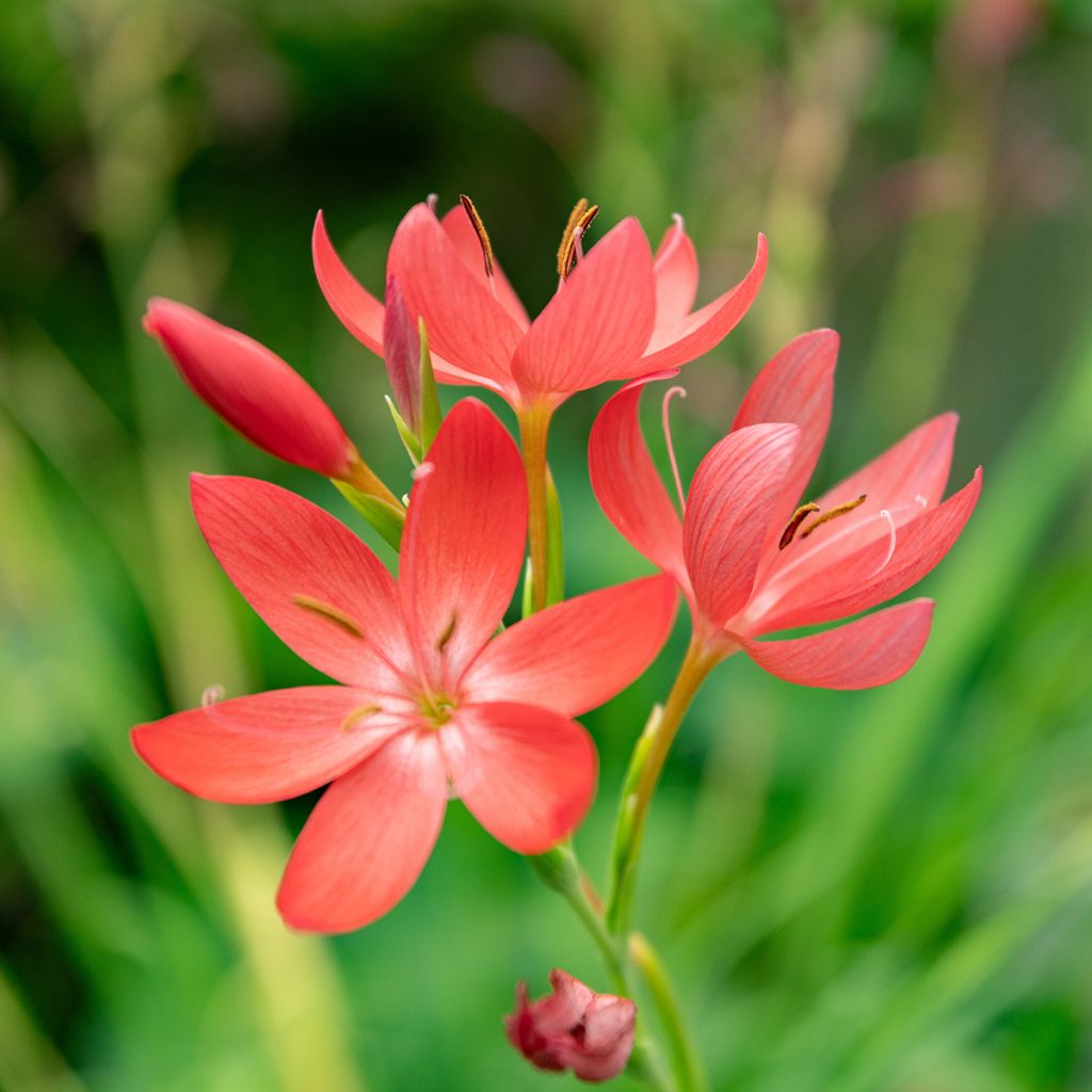 Schizostylis coccinea - Lis des Cafres