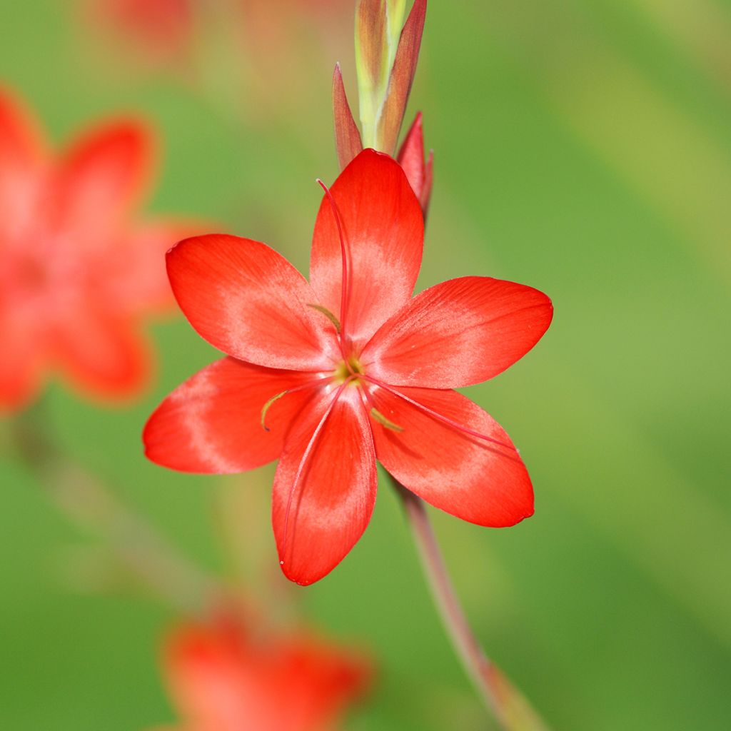 Schizostylis coccinea Major, Lis des Cafres