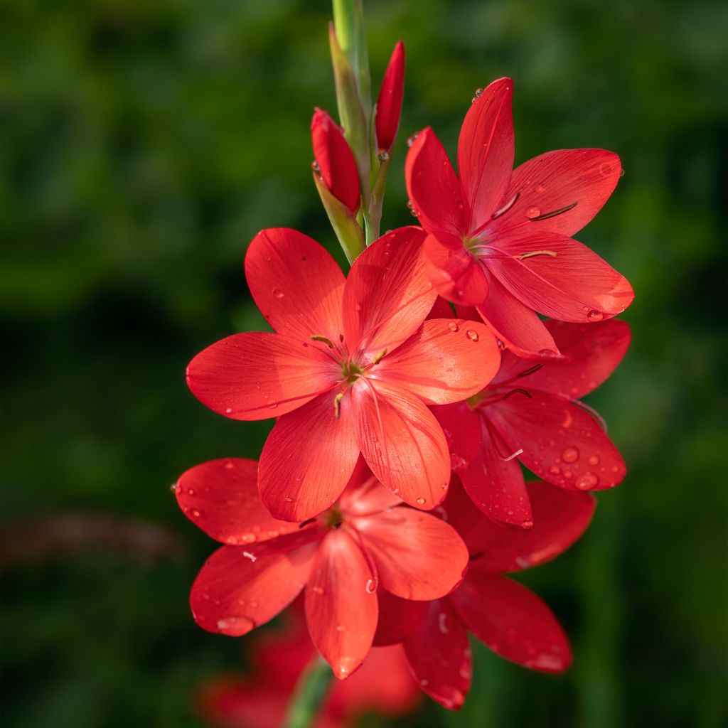 Schizostylis coccinea Major, Lis des Cafres