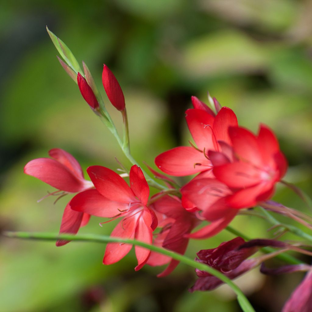 Schizostylis coccinea Major, Lis des Cafres