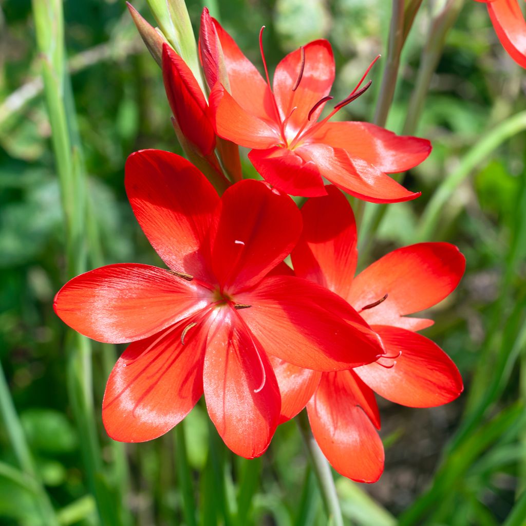 Schizostylis coccinea Major, Lis des Cafres