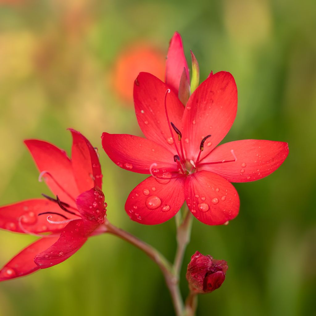 Schizostylis coccinea Major, Lis des Cafres