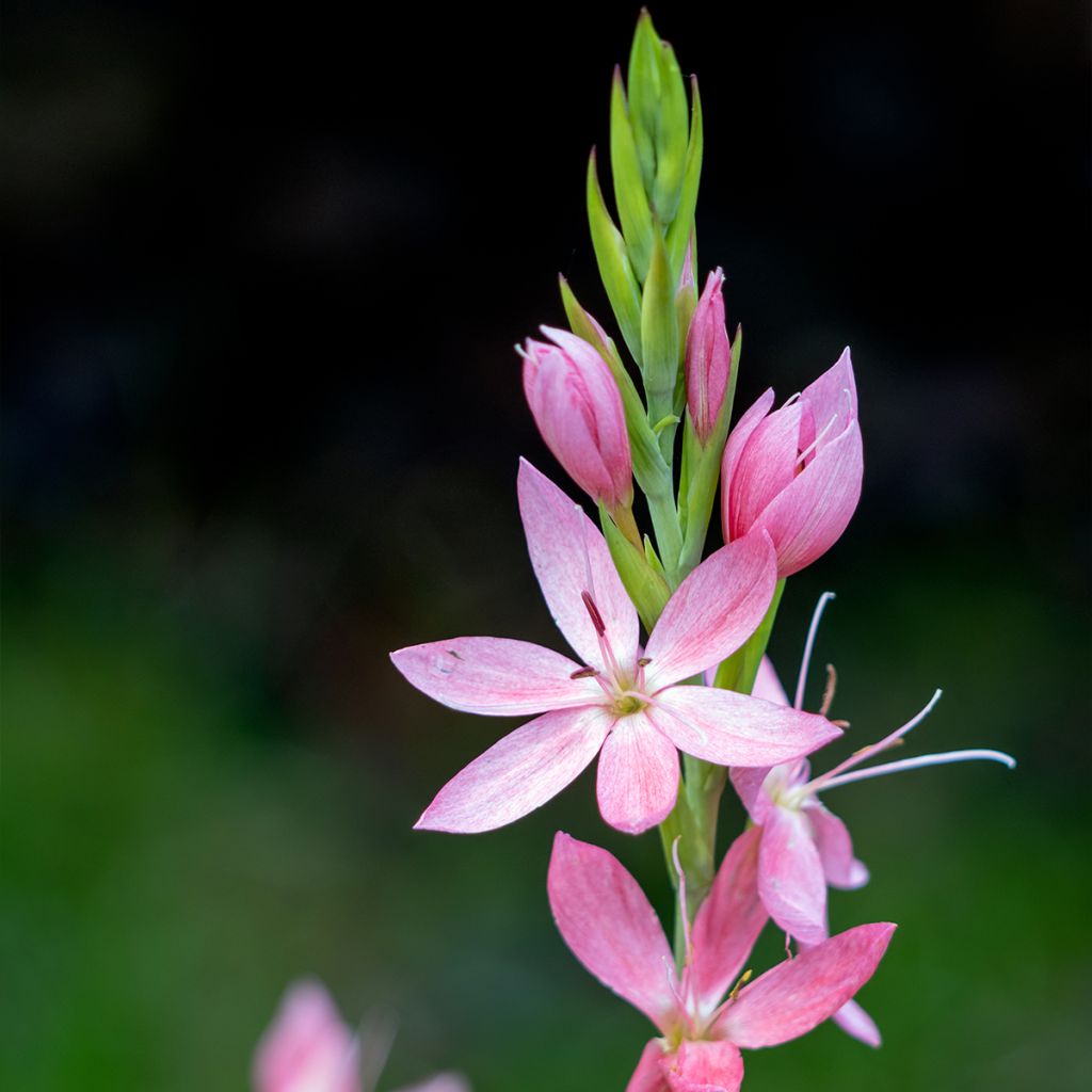 Schizostylis coccinea Rosea - Lis des Cafres