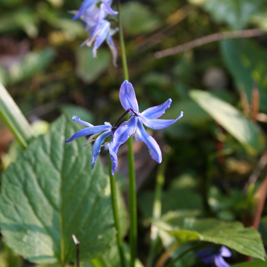 Scilla siberica - Scille de Sibérie