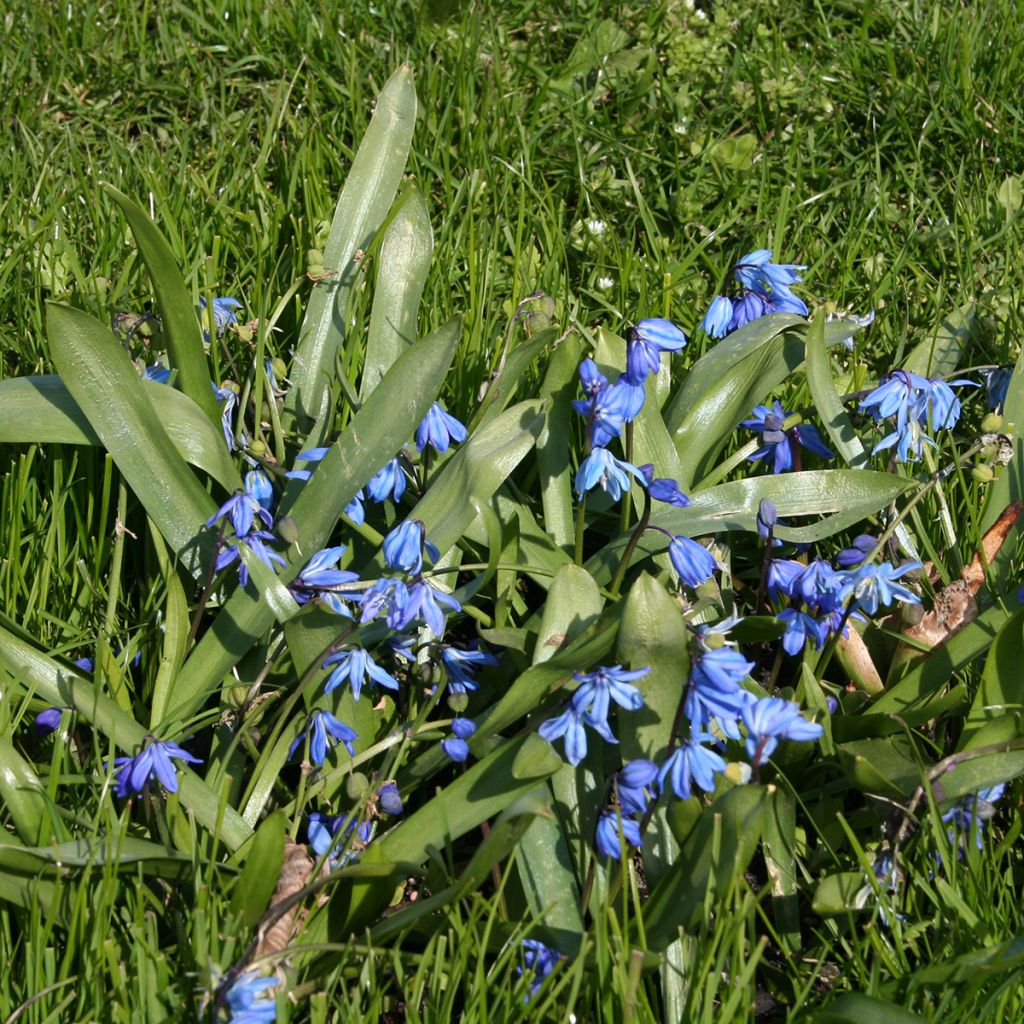 Scilla siberica - Scille de Sibérie