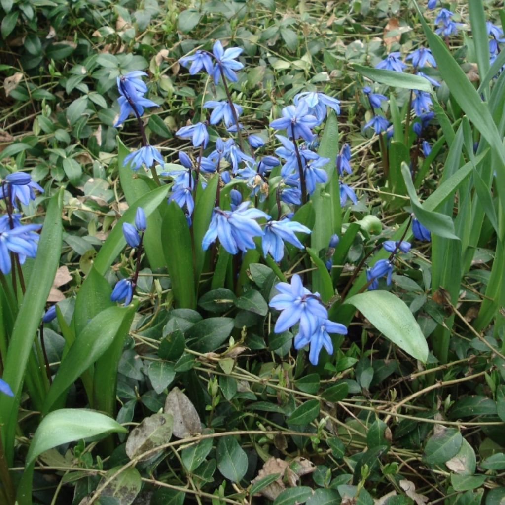 Scille de Sibérie - Scilla sibirica Spring Beauty