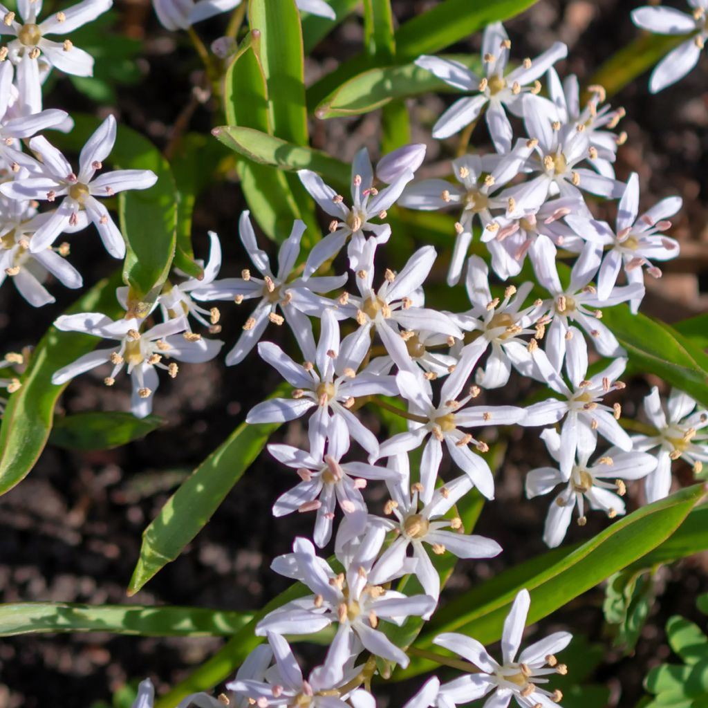 Scille à deux feuilles - Scilla bifolia Rosea