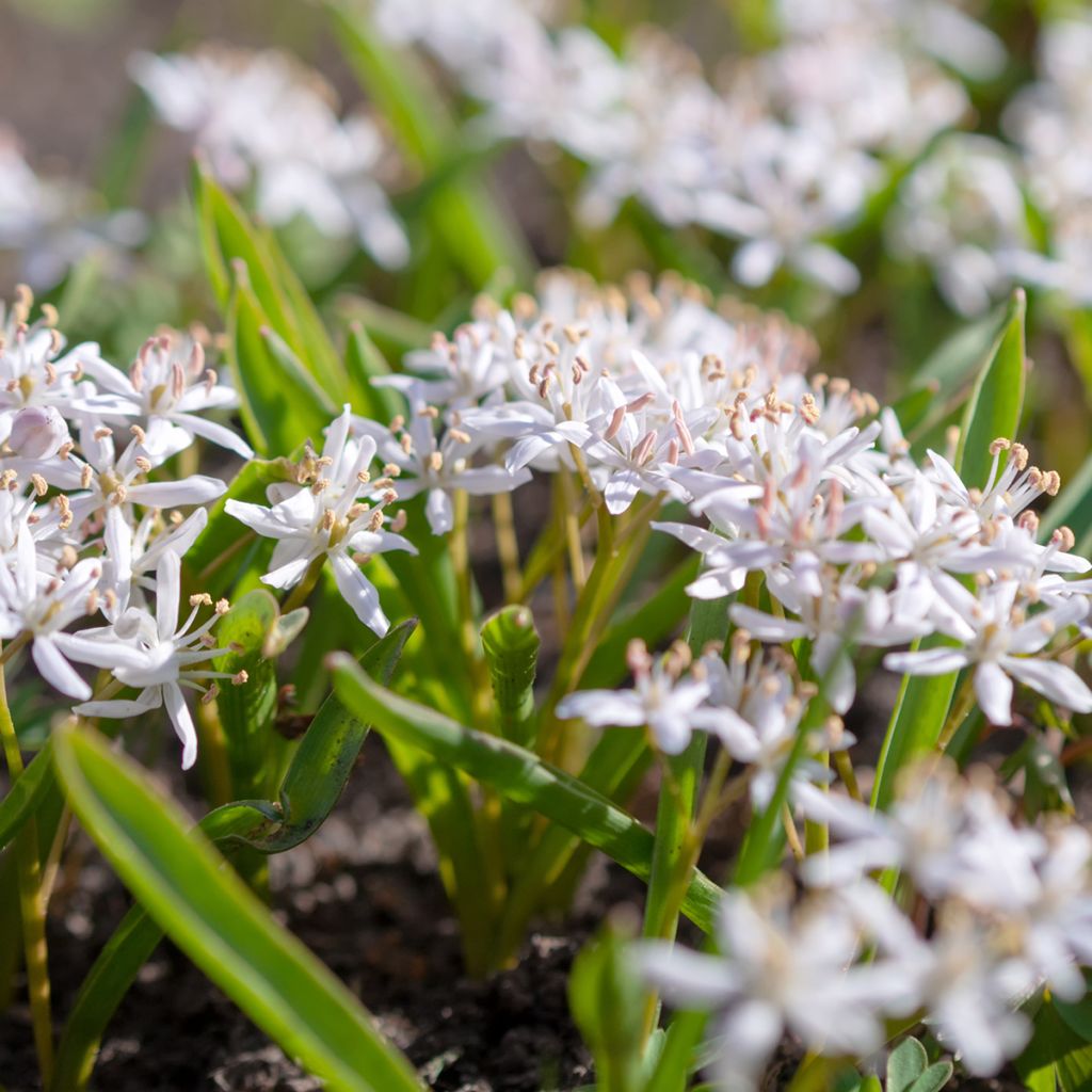 Scille à deux feuilles - Scilla bifolia Rosea