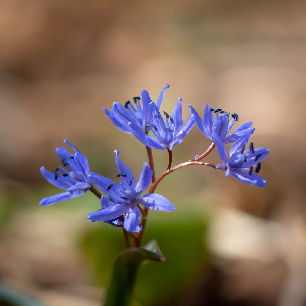 Scille bifolia