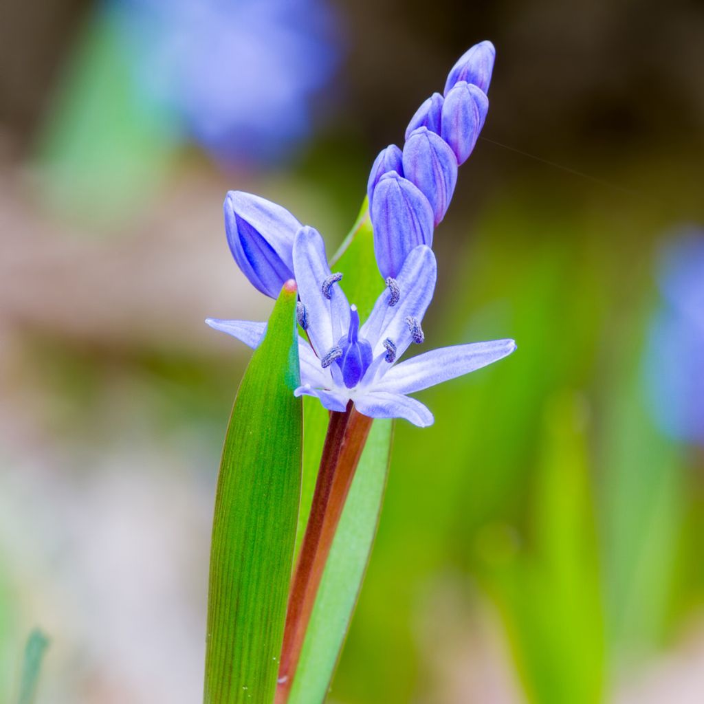 Scille bifolia