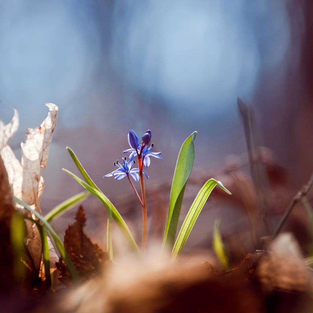 Scille bifolia