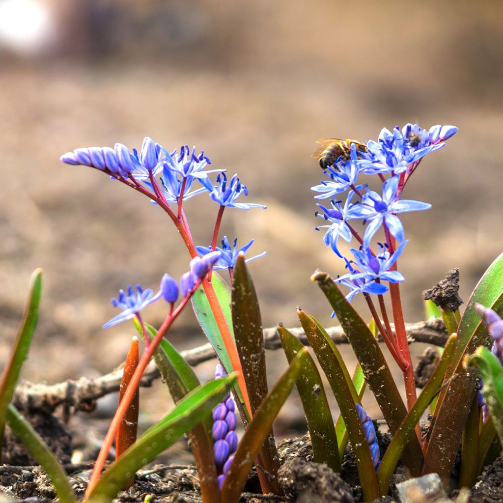 Scille bifolia